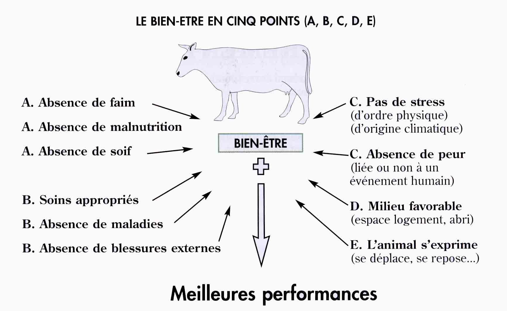 Evolution de l’animal dans la société, bien-être animal et éthique 