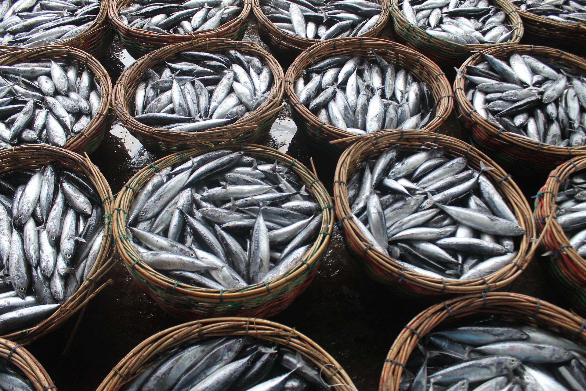 Place et fonctions du secteur de l’élevage, de la pêch, et de l'aquaculture